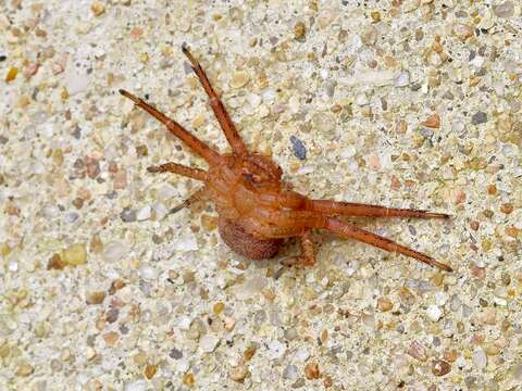 Image of Deadly Ground Crab Spider