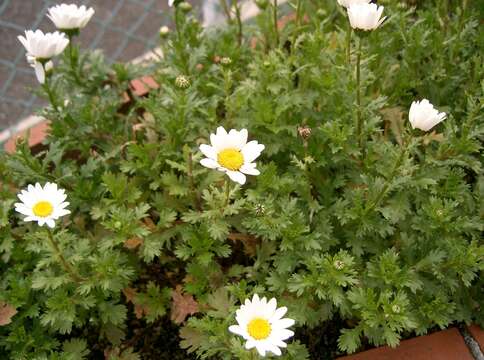 Image of Leucanthemum paludosum