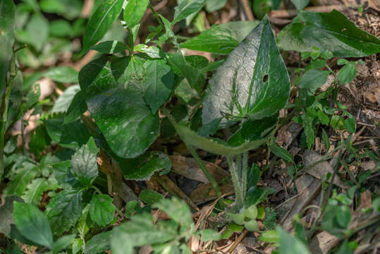 Image of Asarum caudigerum Hance