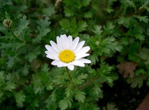 Image of Leucanthemum paludosum