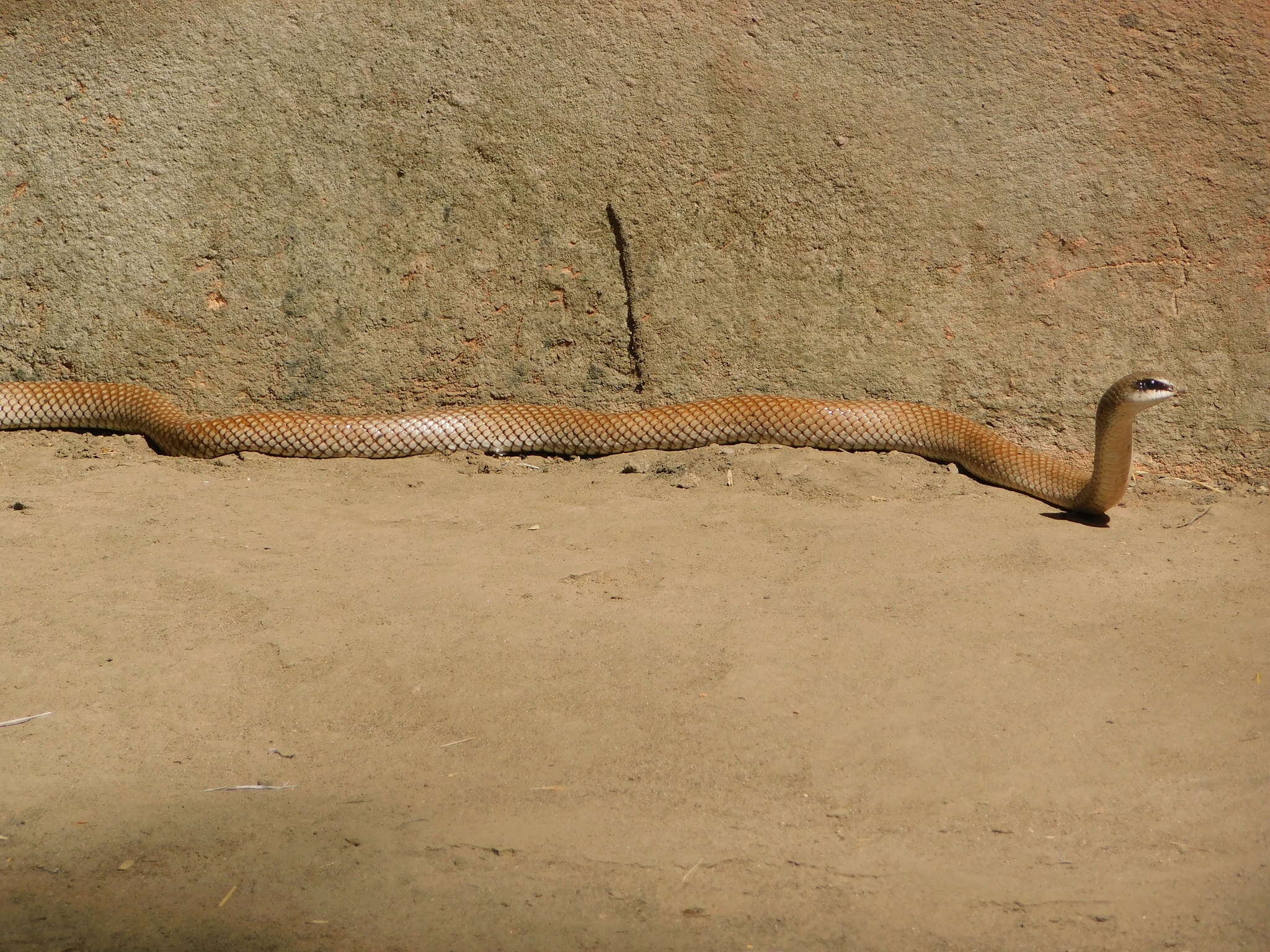 Image of Rufous Beaked Snake