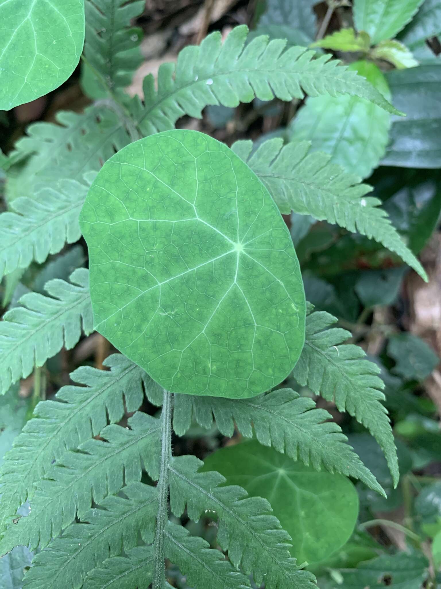 Stephania cephalantha Hayata的圖片