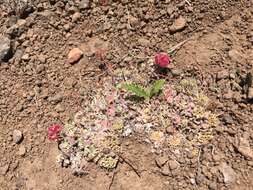 Image of Steens Mountain cushion buckwheat