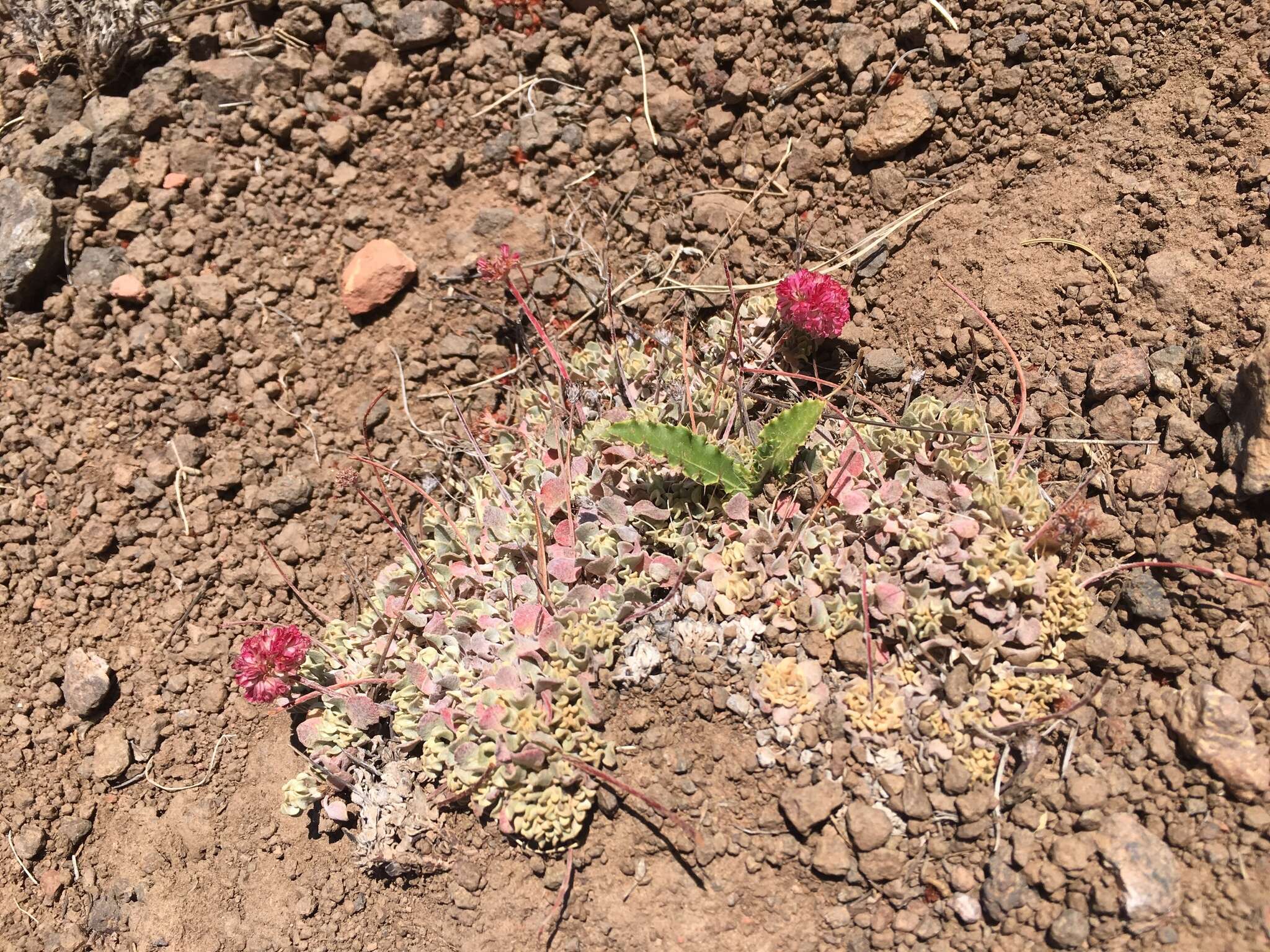 Image of Steens Mountain cushion buckwheat