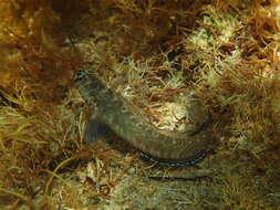Image of Germain&#39;s blenny