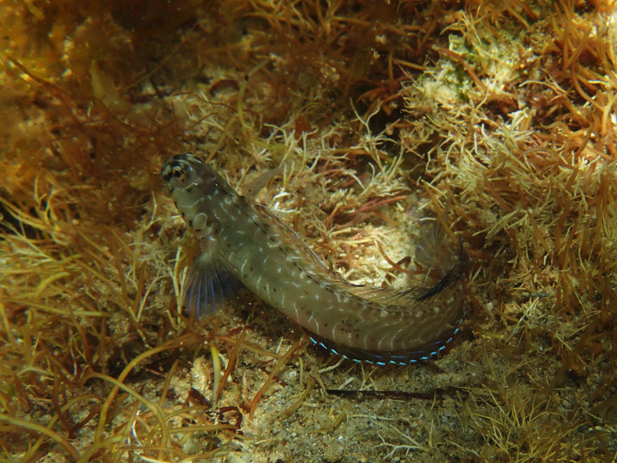 Image of Germain&#39;s blenny