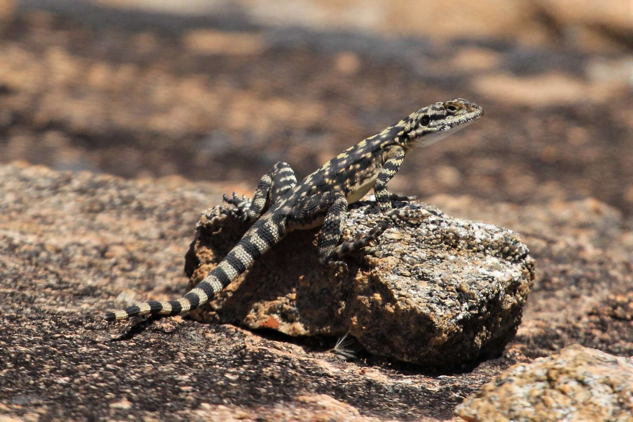 Imagem de Ctenophorus ornatus (Gray 1845)