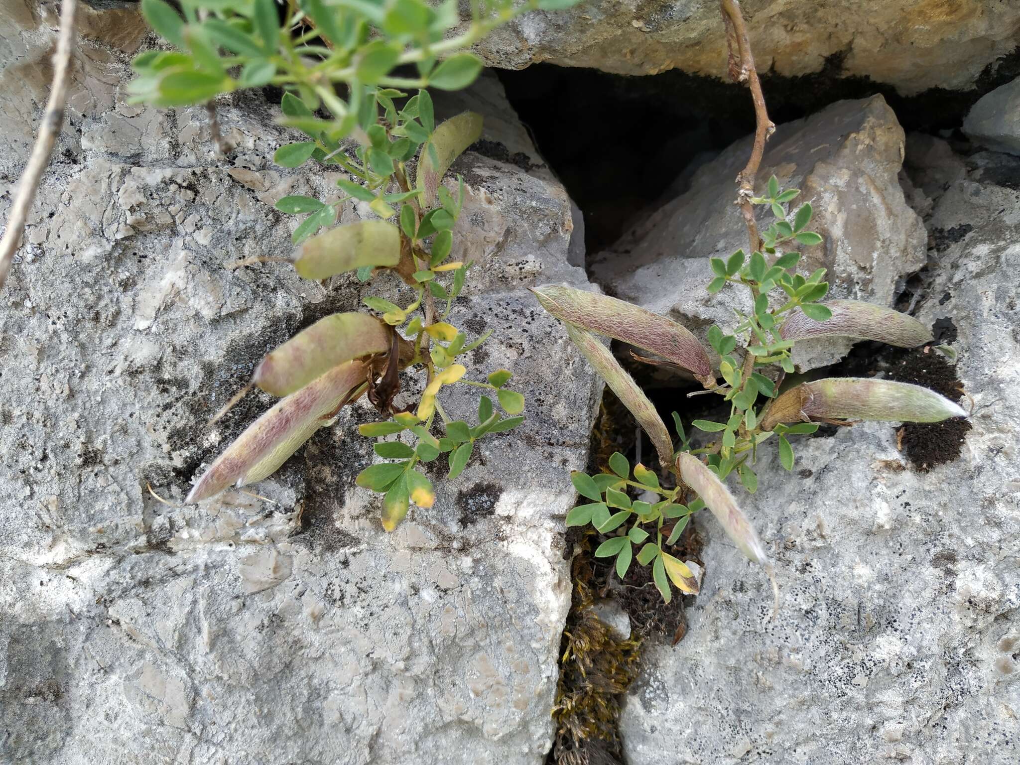 Слика од Cytisus wulfii V. I. Krecz.