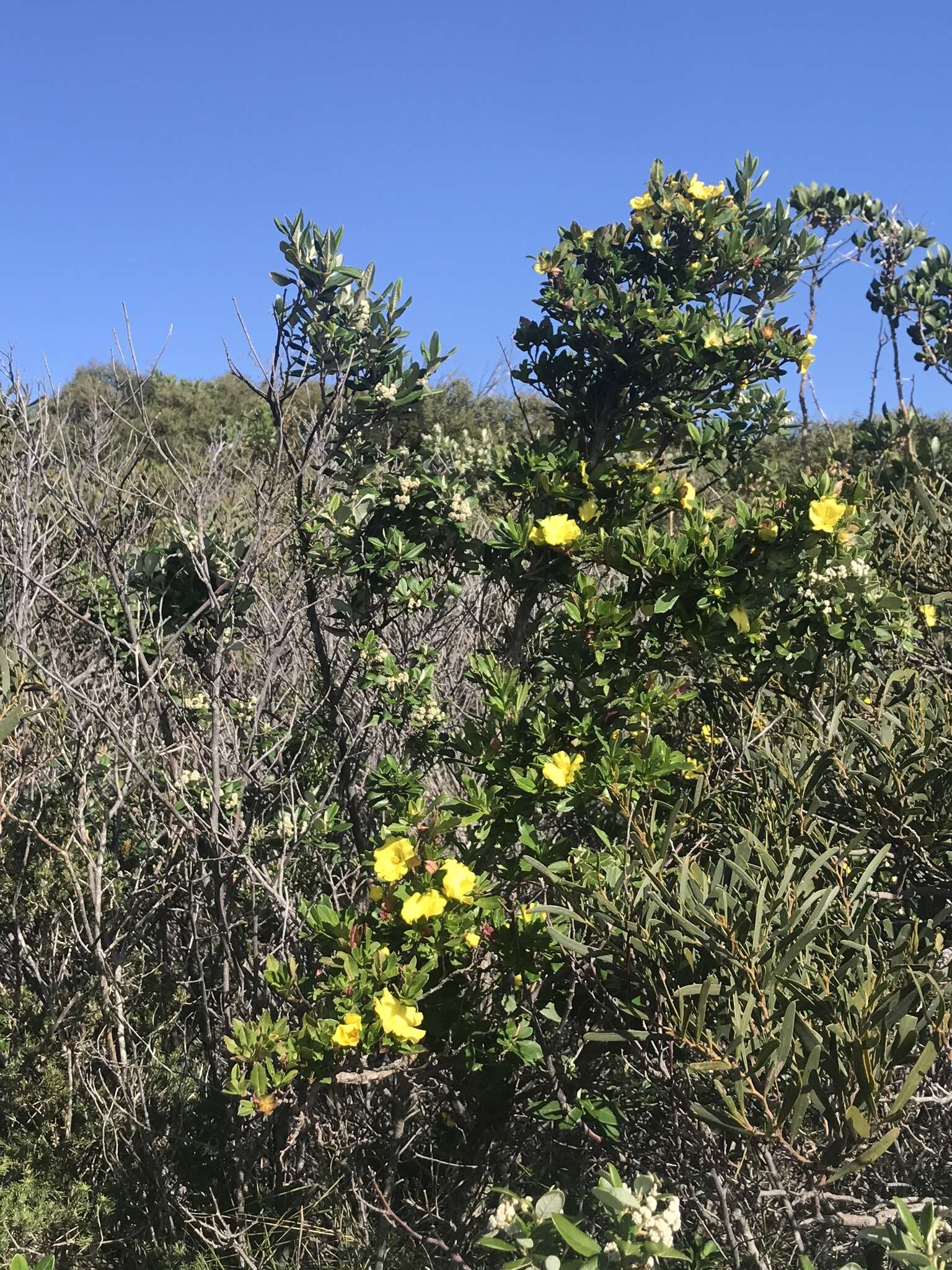 Image of Hibbertia cuneiformis (Labill.) Smith