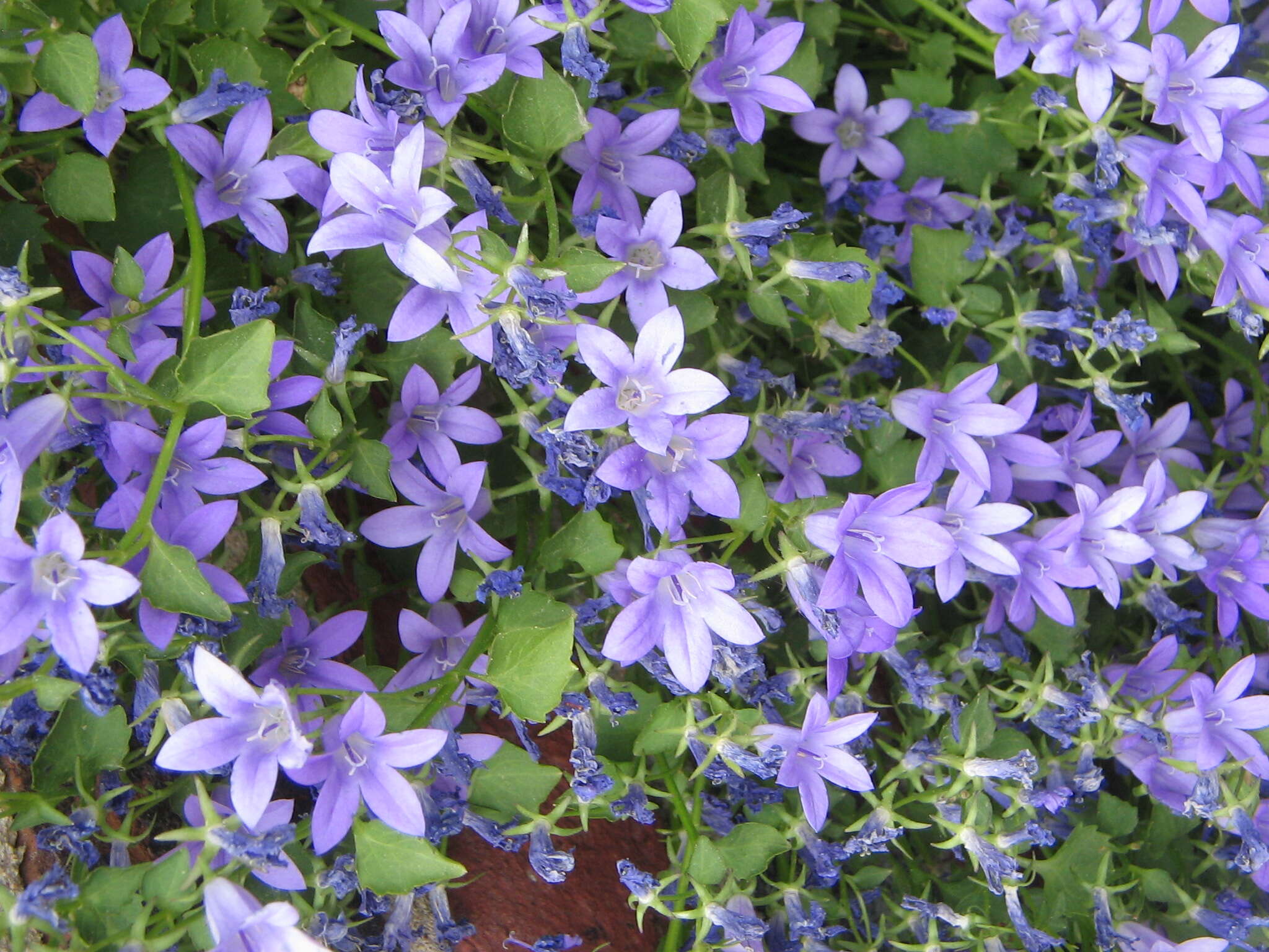 Image of Peach-leaf Bellflower