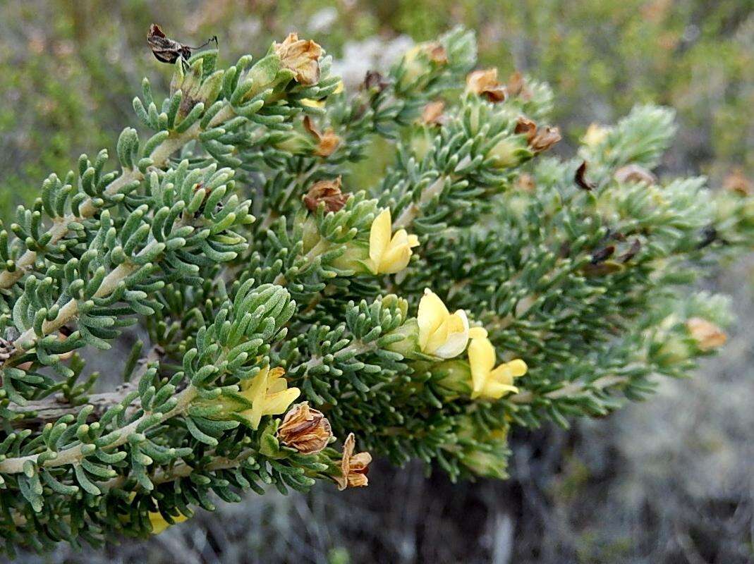 Слика од Aspalathus pallescens Eckl. & Zeyh.