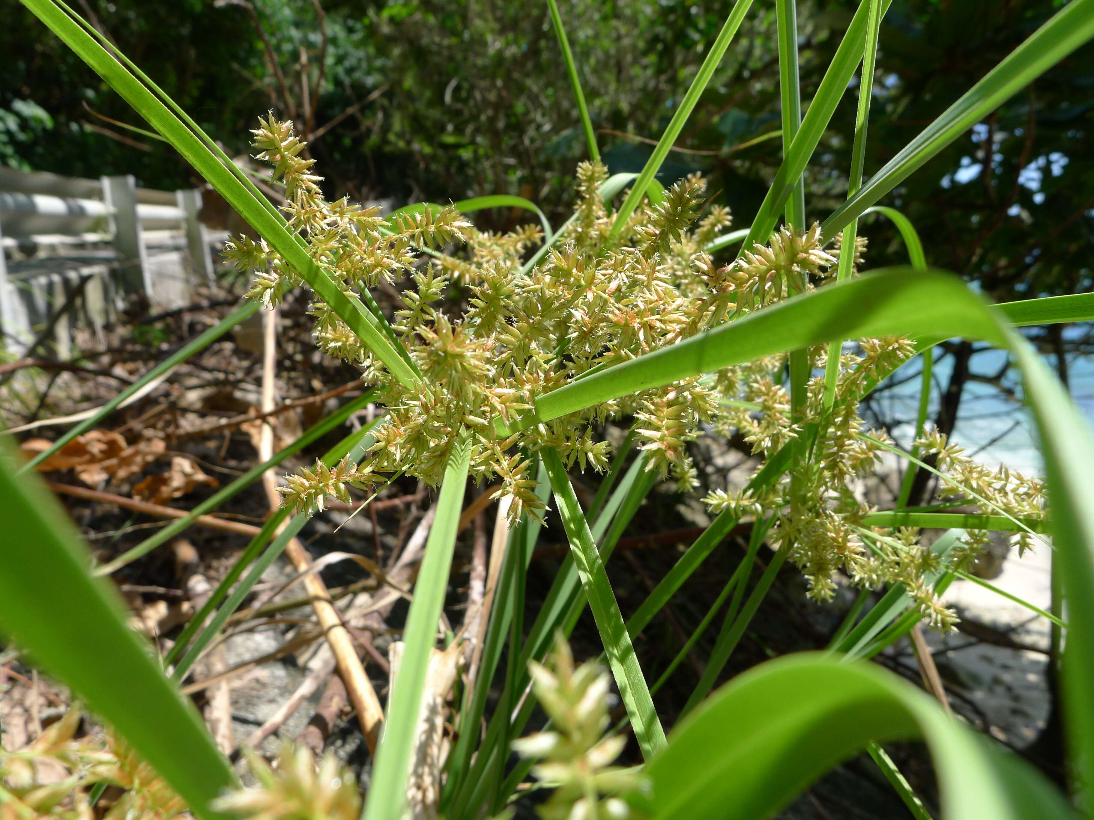 Image of Javanese flatsedge