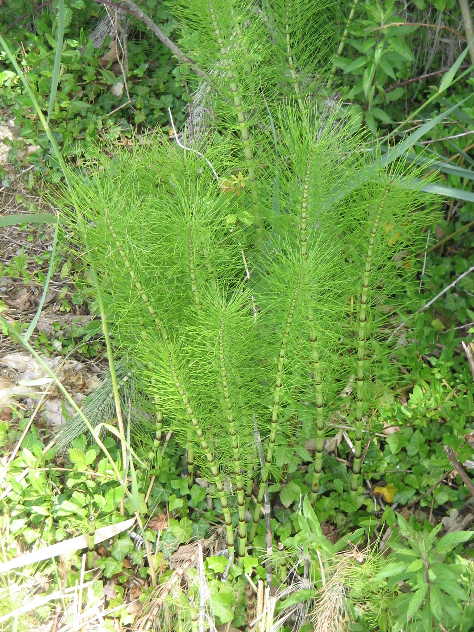 Image of Great Horsetail