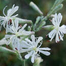 Imagem de Silene multiflora (Ehrh.) Pers.