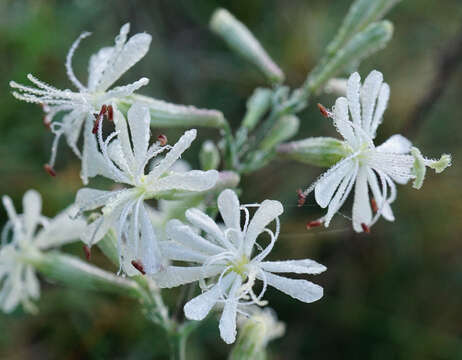 Image de Silene multiflora (Ehrh.) Pers.