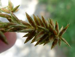 Image of Javanese flatsedge