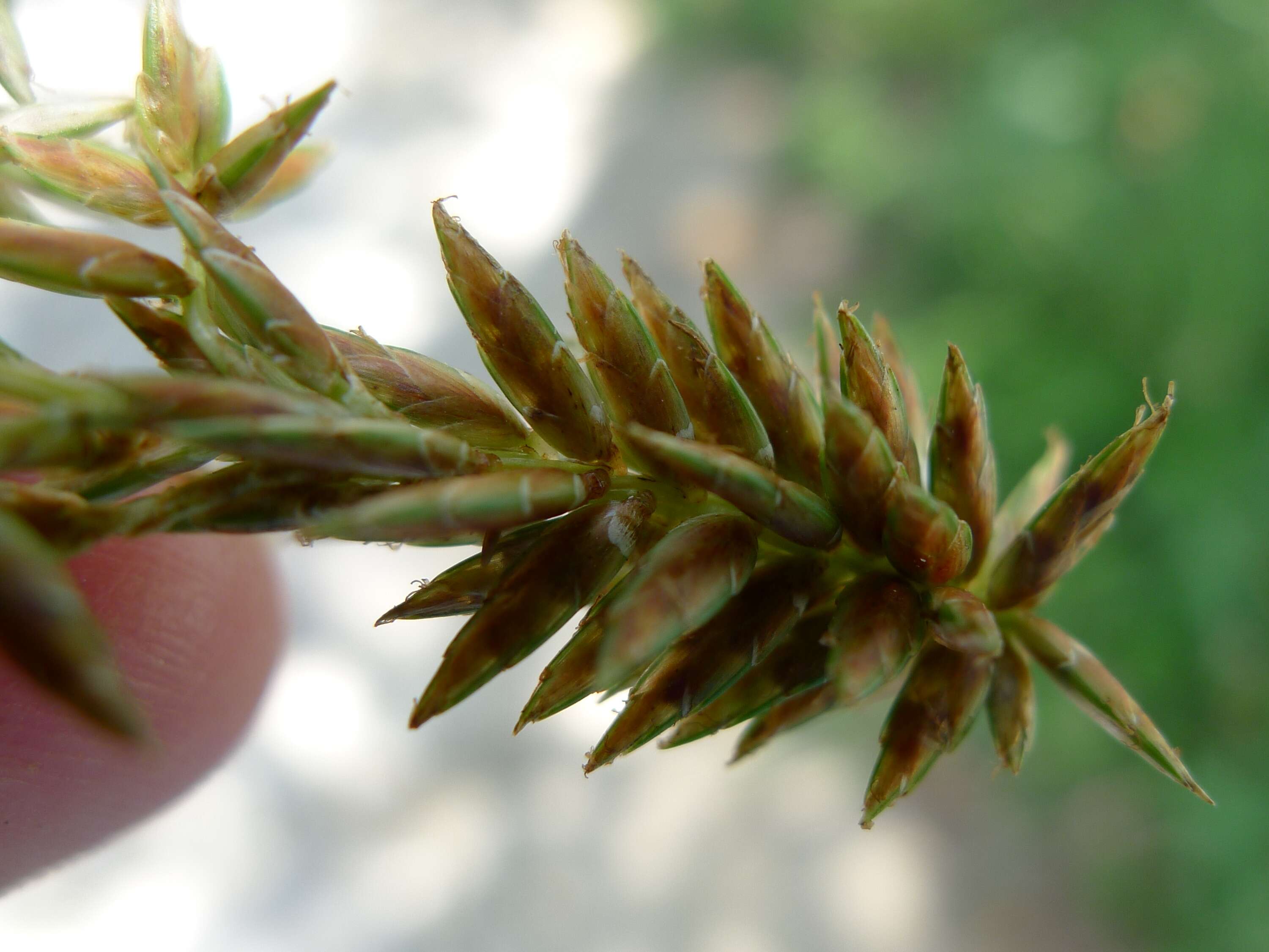 Image of Javanese flatsedge