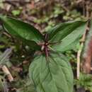 Imagem de Trillium govanianum Wall. ex D. Don