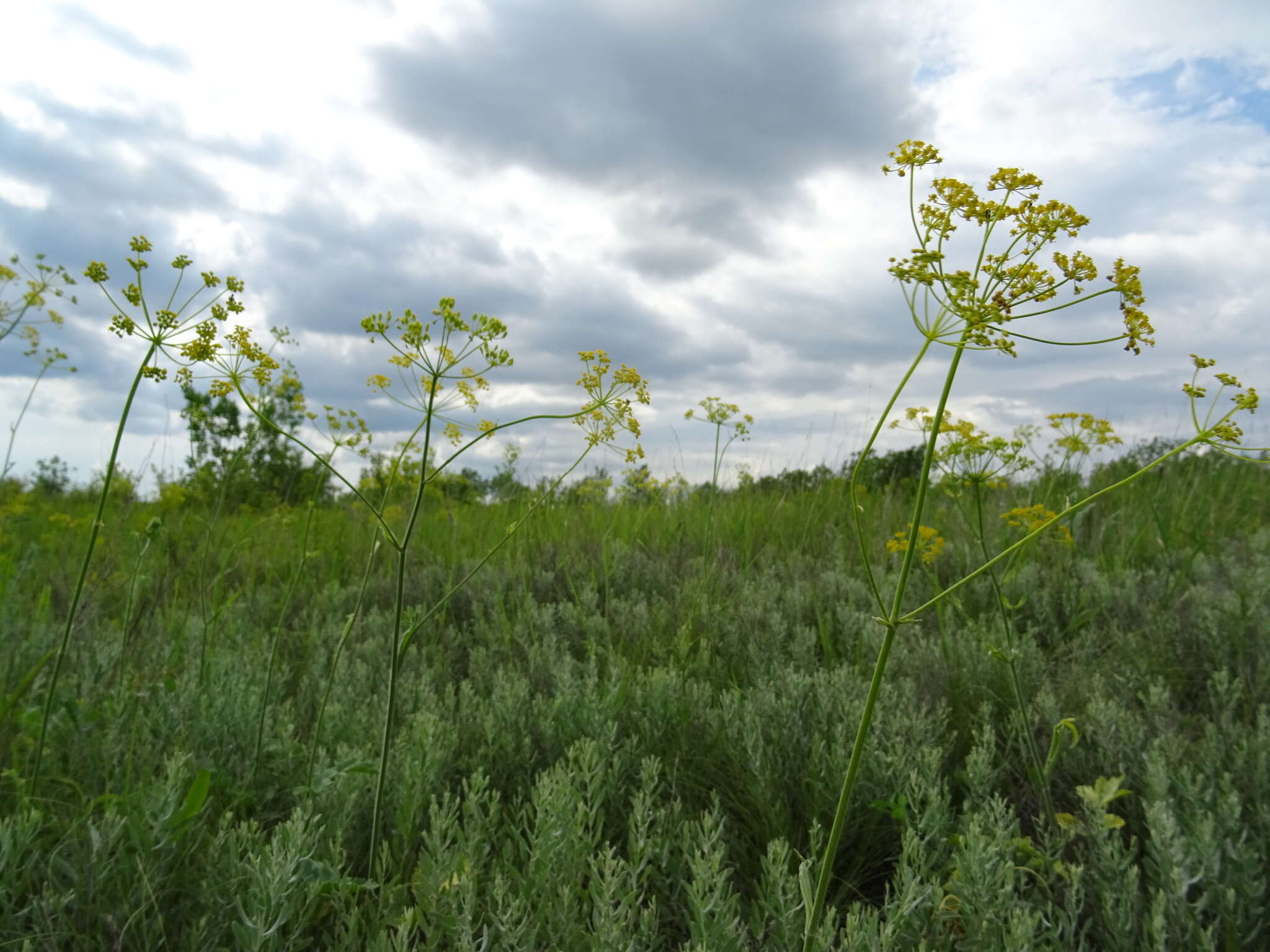 Imagem de Pastinaca clausii (Ledeb.) Calest.