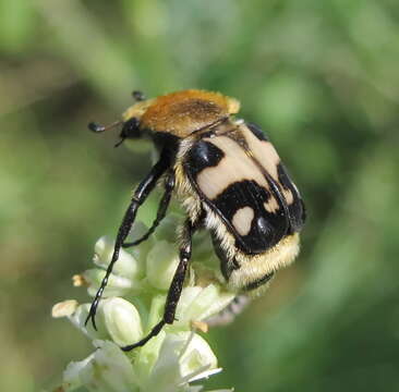 Imagem de Trichius orientalis Reitter 1894