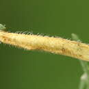 Imagem de Coleophora brevipalpella Wocke 1874