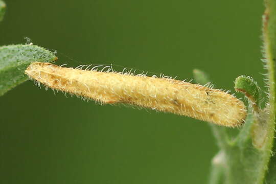 Imagem de Coleophora brevipalpella Wocke 1874