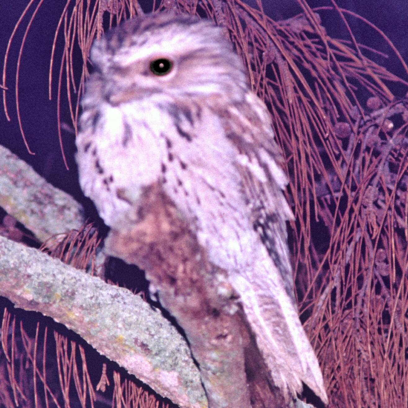 Image of Tawny Frogmouth