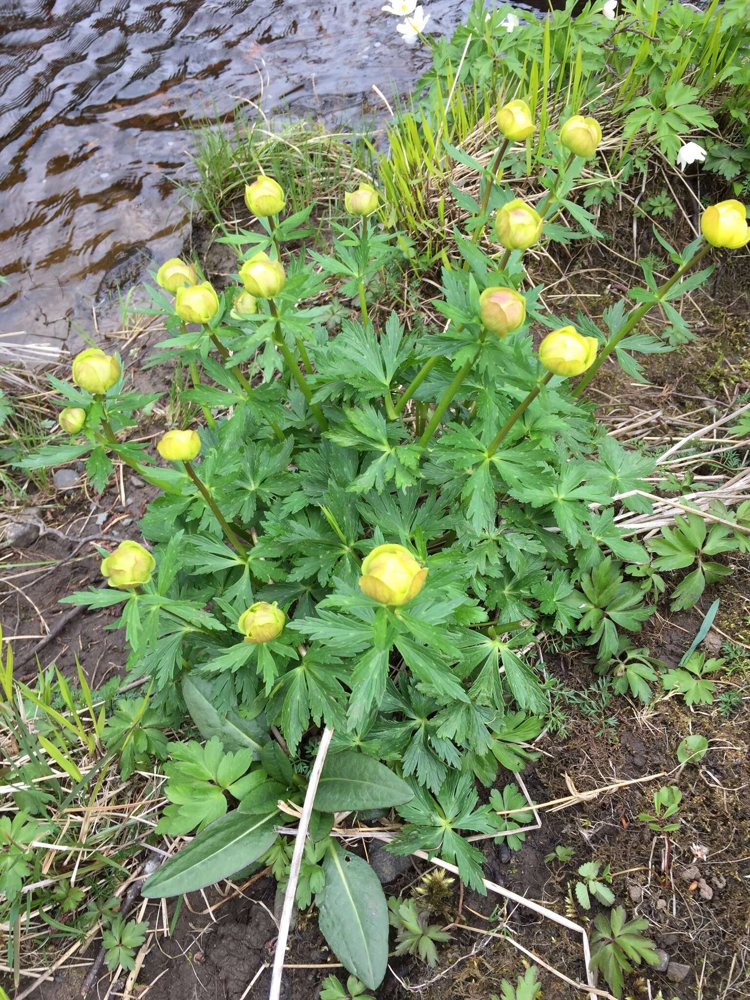 Image of Globe flower