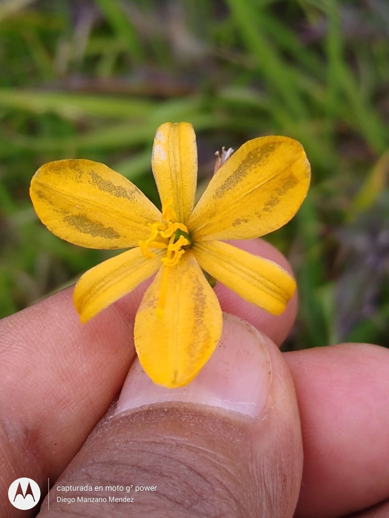 Image of Echeandia skinneri (Baker) Cruden