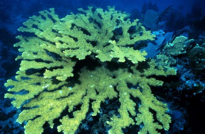 Image of Elkhorn Coral