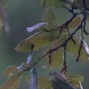 Sivun Quercus semecarpifolia Sm. kuva