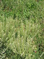 Image of field pepperweed