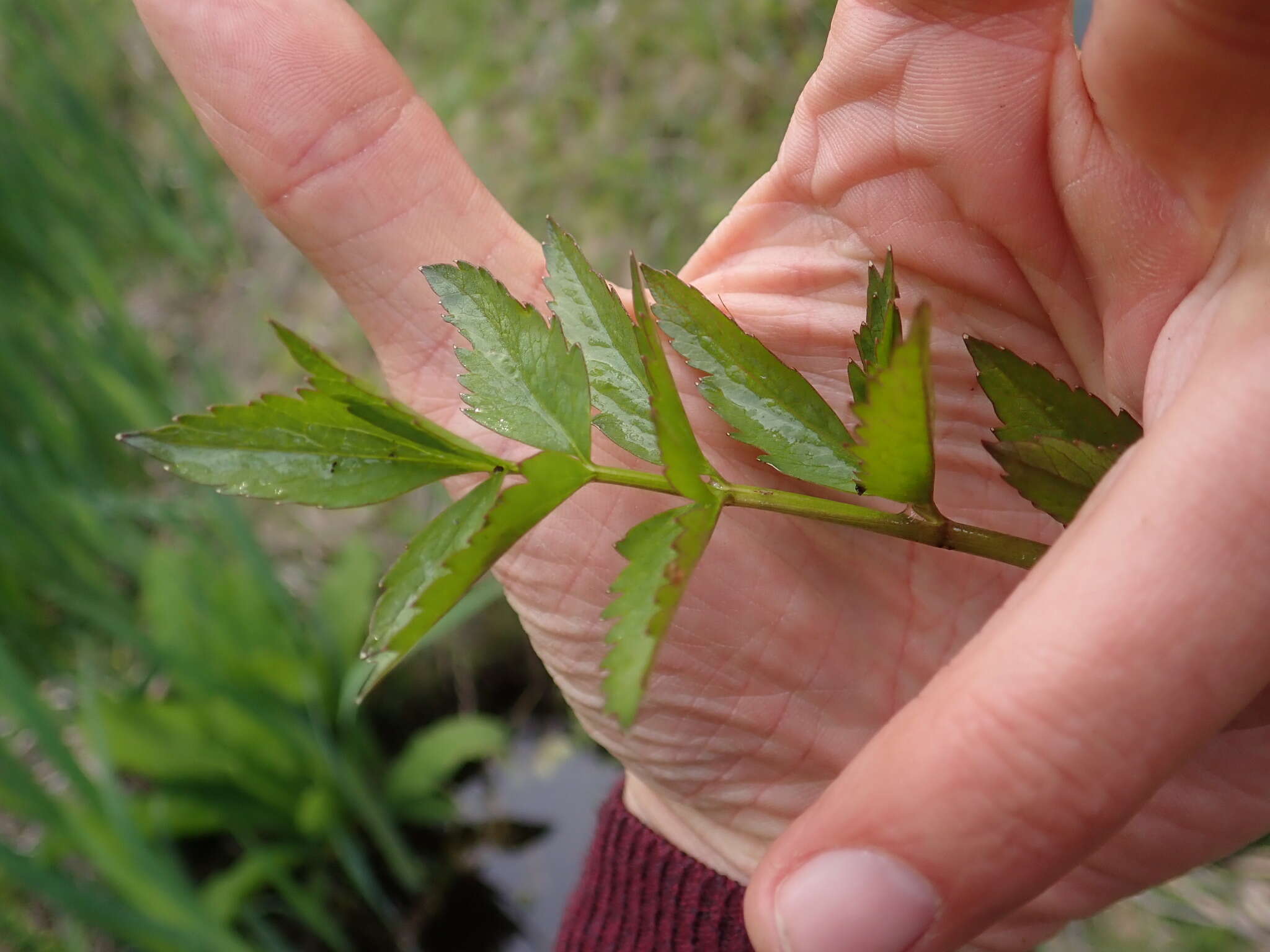 Image of western water hemlock