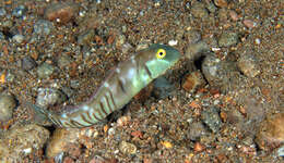 Image of Collared razorfish