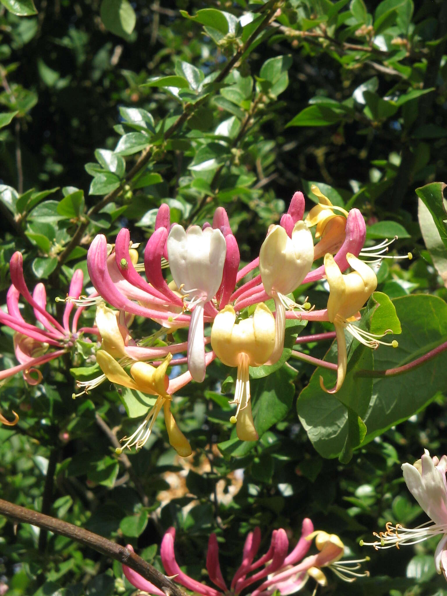 Image of Italian Honeysuckle