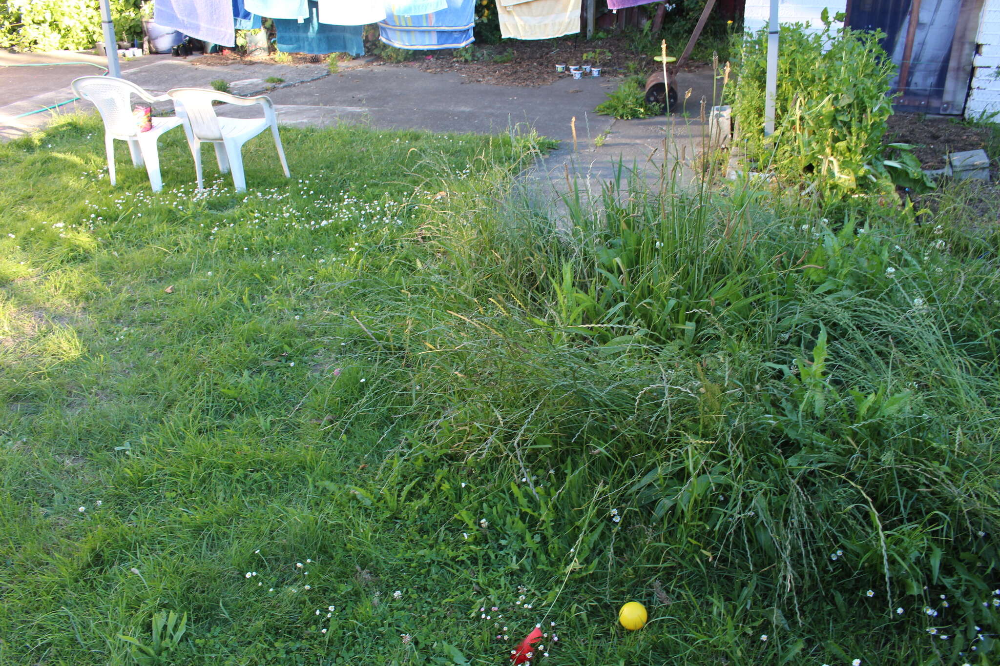 Image of perennial ryegrass