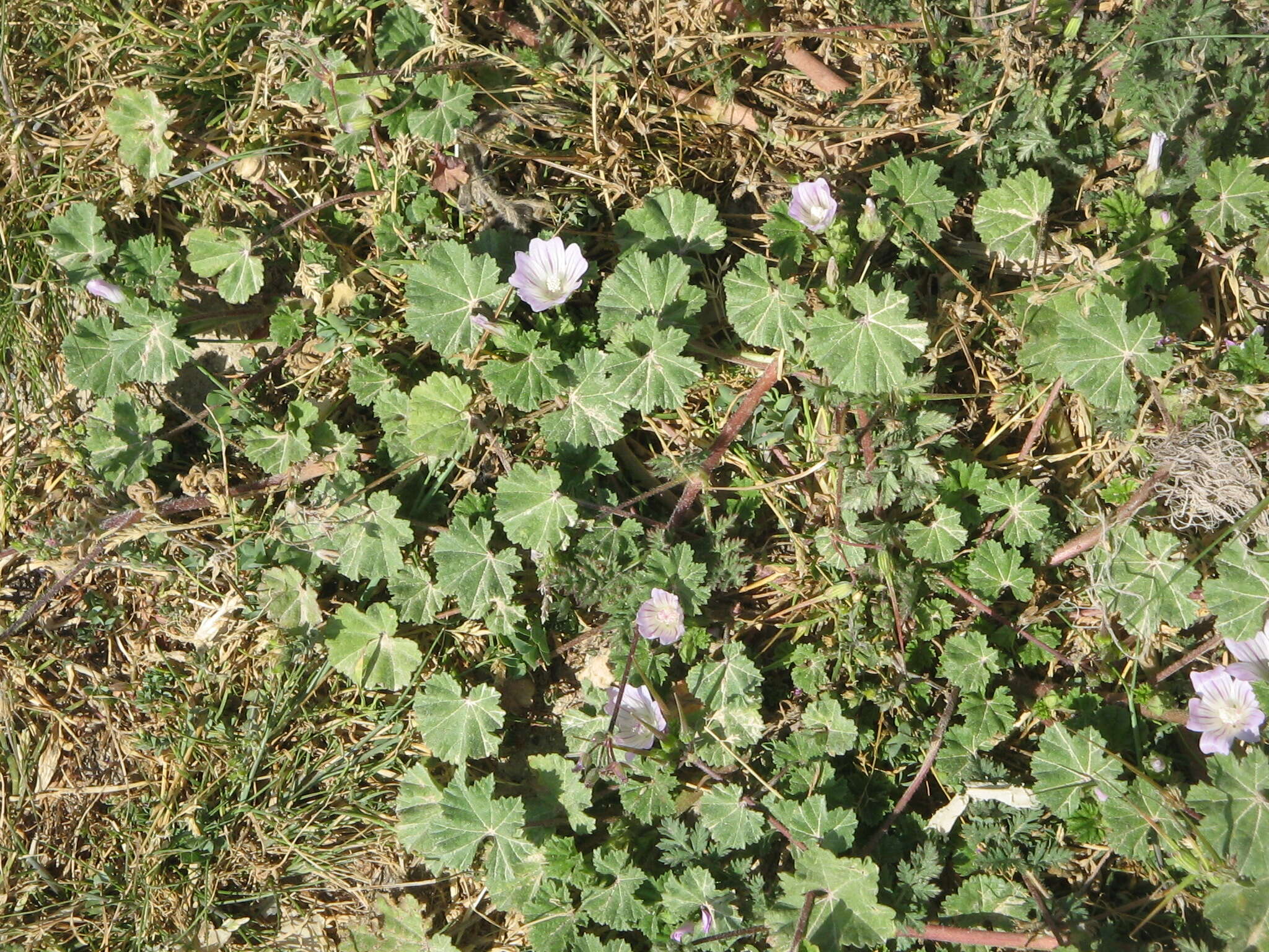 Image of common mallow