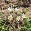 Image of slender false garlic