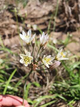 Nothoscordum gracile (Aiton) Stearn resmi