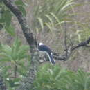 Image of White-tailed Jay