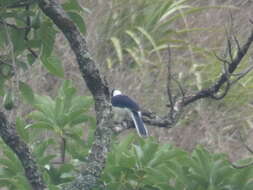 Image of White-tailed Jay