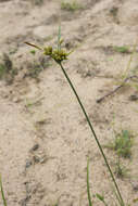 Imagem de Cyperus houghtonii Torr.