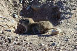Image of Great Basin Ground Squirrel