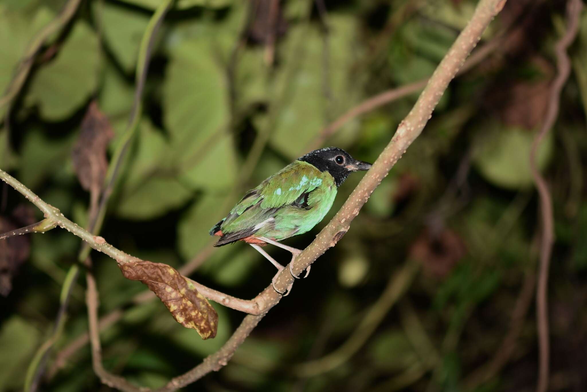 Pitta sordida mulleri (Bonaparte 1850) resmi