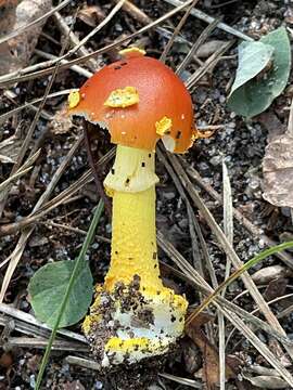 Image of Amanita erythrocephala Neville, Poumarat & Aste 2000