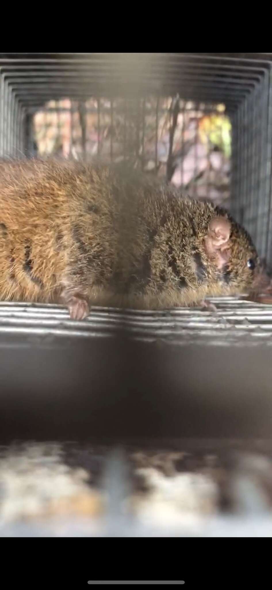 Imagem de Antechinus minimus (É. Geoffroy Saint-Hilaire 1803)