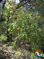 Image of Verbesina persicifolia DC.