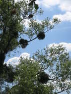 Image of European mistletoe