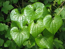 Image of Dioscorea communis (L.) Caddick & Wilkin