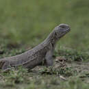 Image of Hardwick's spiny-tailed lizard